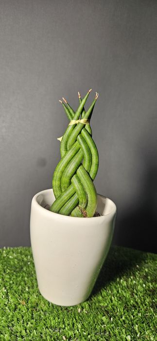 Продам цикас,драцены ,рипсалис,сансевиерию ,асплениум,фикус,замиокульк