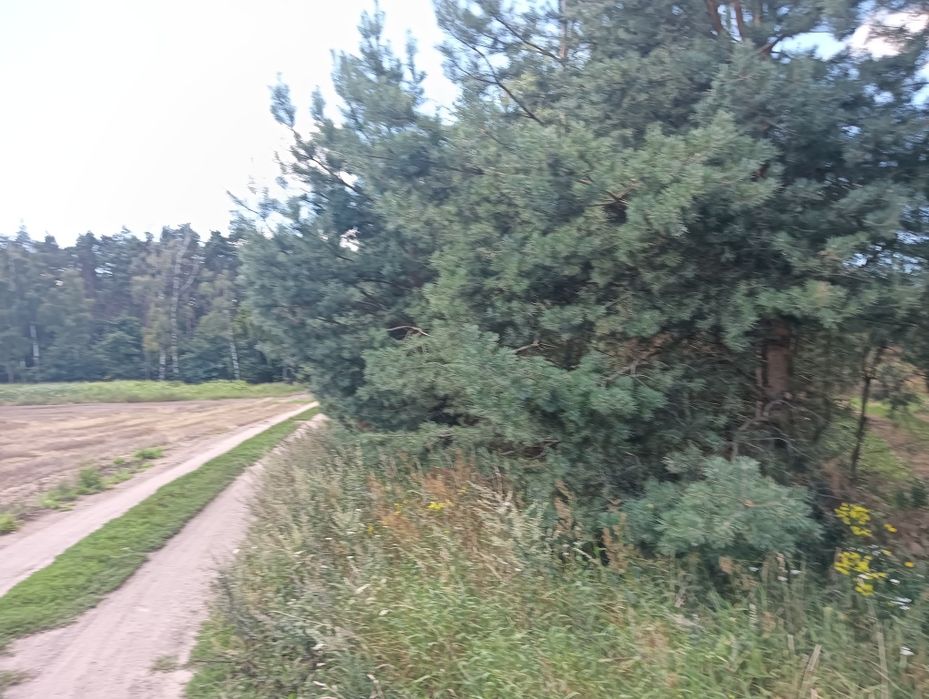 Zdjęcie 7