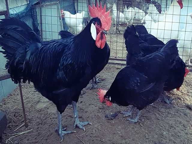 Інкубаційне яйце птиці різних порід Барбезье.