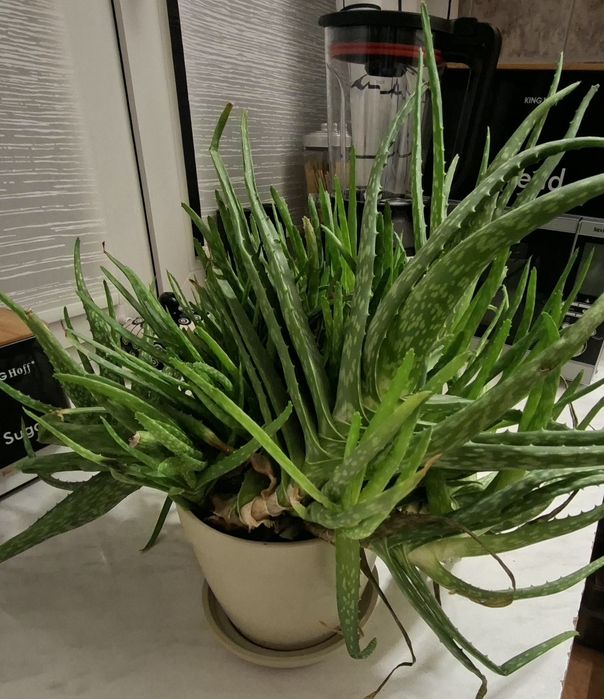 Aloes sadzonka ma 3 lata