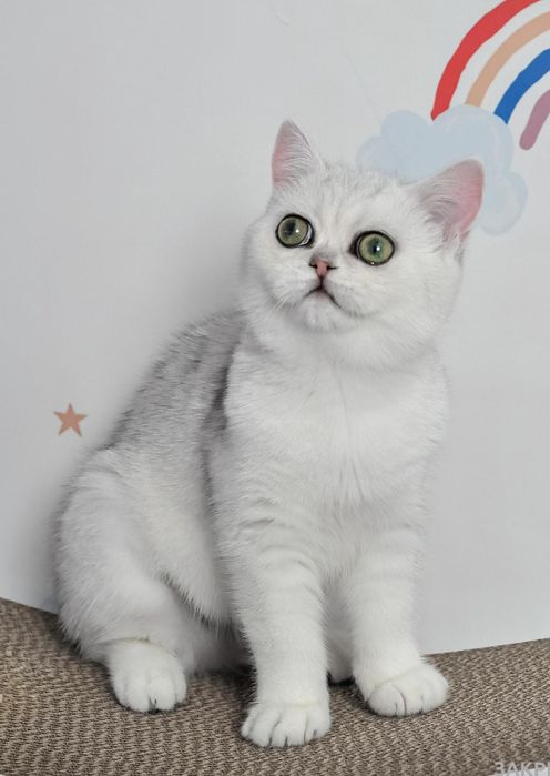 Британська красуня