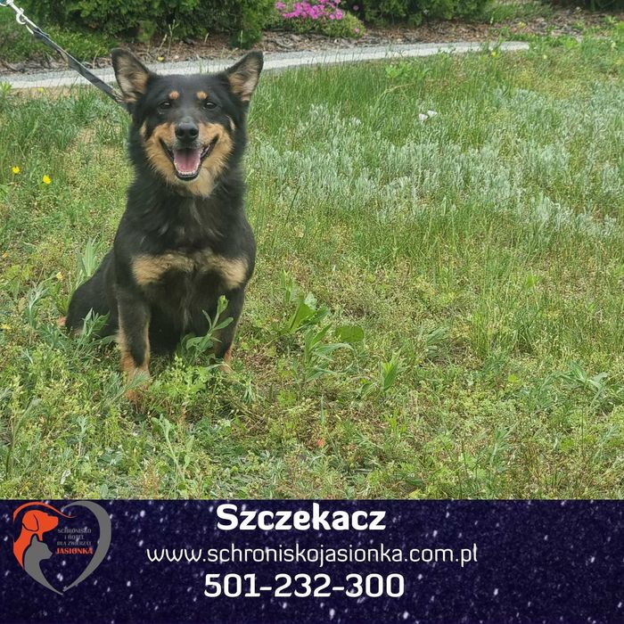 SZCZEKACZ do adopcji Schronisko Jasionka
