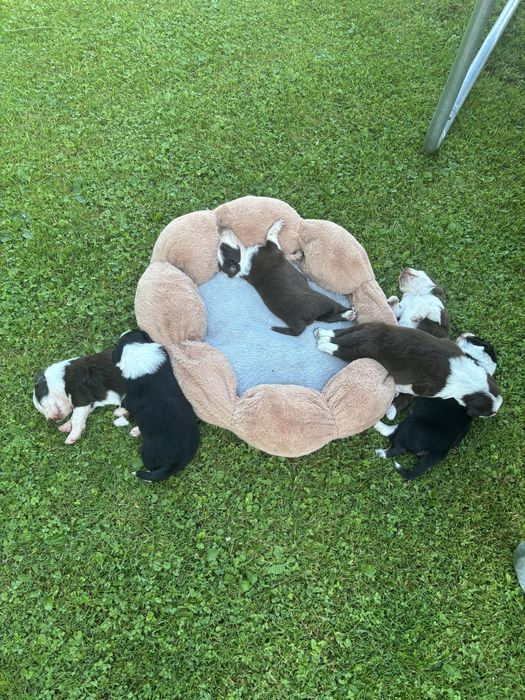 Border Collie, Rezerwacja!!