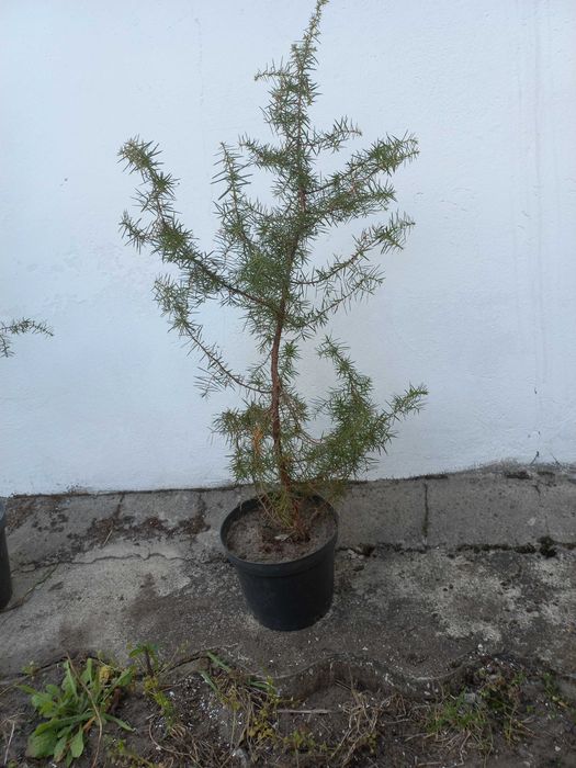 Jałowiec pospolity w doniczce - dobrze znosi susze: 80 cm wysokości