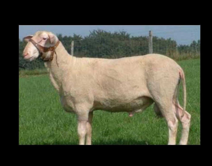 Годівниця(яслі) для овець,кіз.