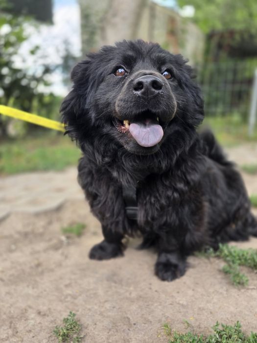 Dajra- mini Chow Chow szuka kochającego domu