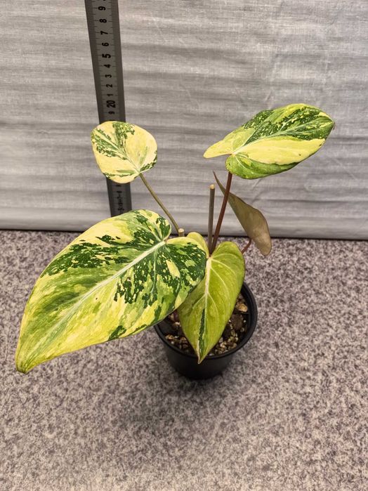 Philodendron gloriosum variegata tricolor [5]