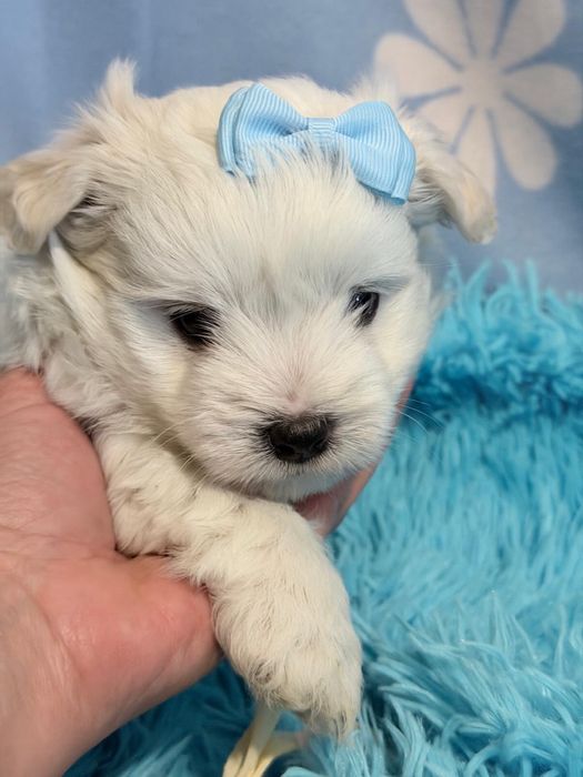 Bichon Maltês macho