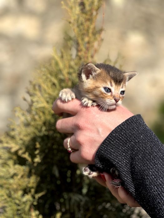 Пропоную до броні абісінських кошенят