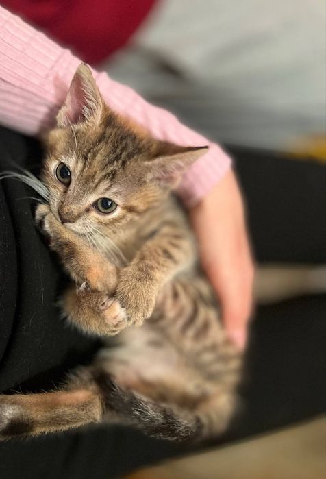 Кошеня СІМБА дівчинка 4 місяці