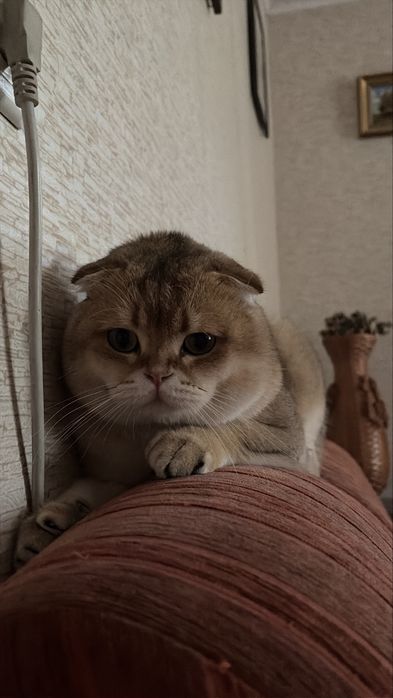 Вязка Scottish Fold — ищем невесту для нашего шотландца Оптовичка