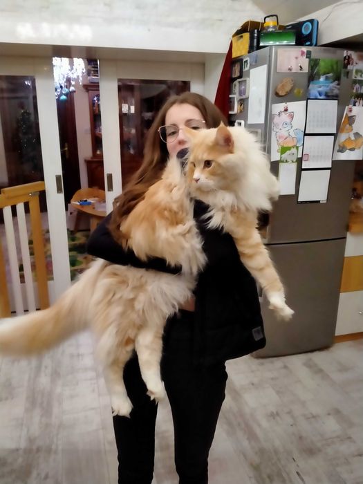 Maine coon Kocurek