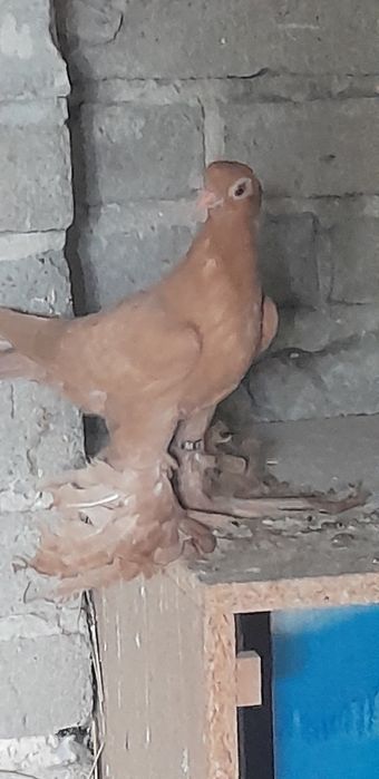 Mlode golebie ozdobne