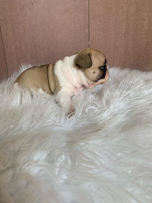 Bulldog frances fawn pied