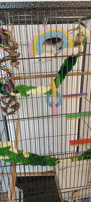 Lotopałanka, samiec