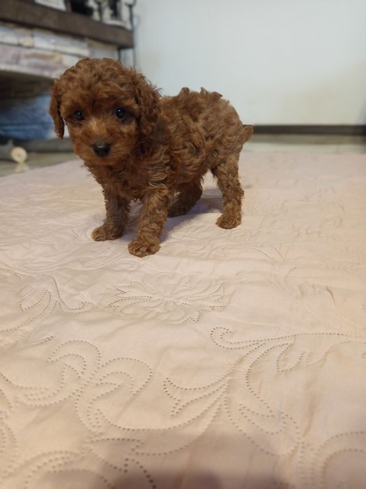 Той Пудель дівчата Редбраун