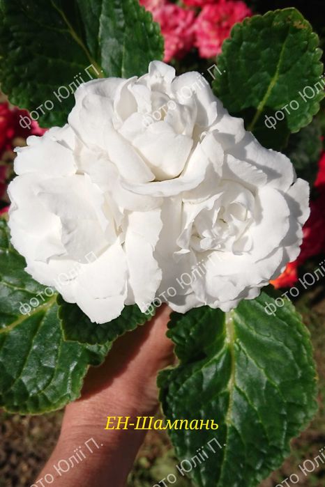 Глоксинії сортові. Сортовые глоксинии.