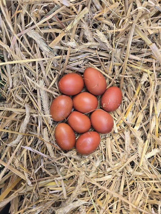 Jaja Lęgowe Kochin, Marans, Silka, Liliputki