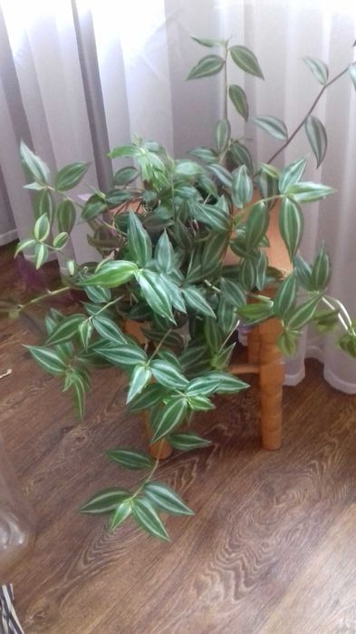 Традесканція  рео жовте