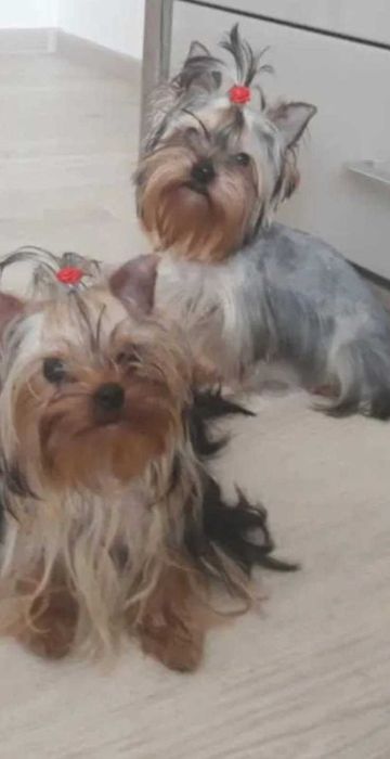 Śliczny piesek York super miniaturka