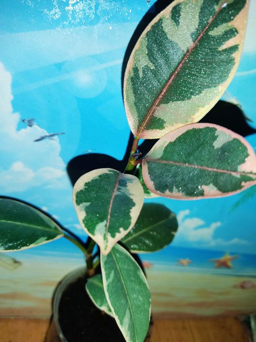 Фікуси,фікуси, фікуси...