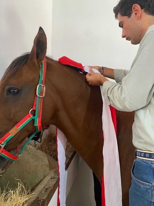 Entrançador de Cavalos