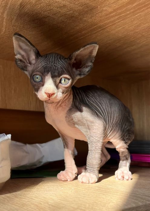 Дівчинка сфінкс