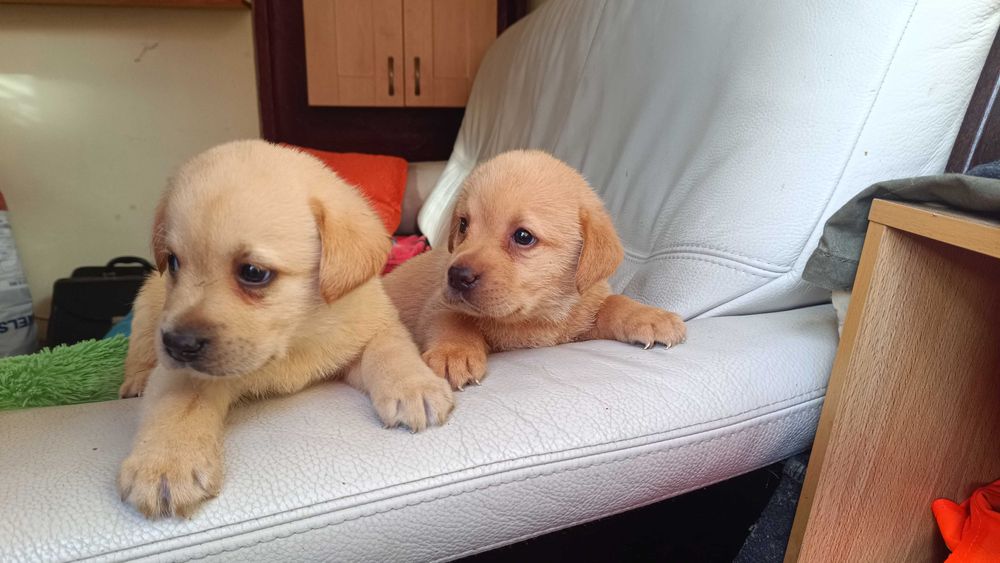 Labrador Biszkoprt ( sczeniak ]