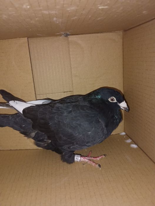 Pombos correios para venda de vários anos e varios  preços