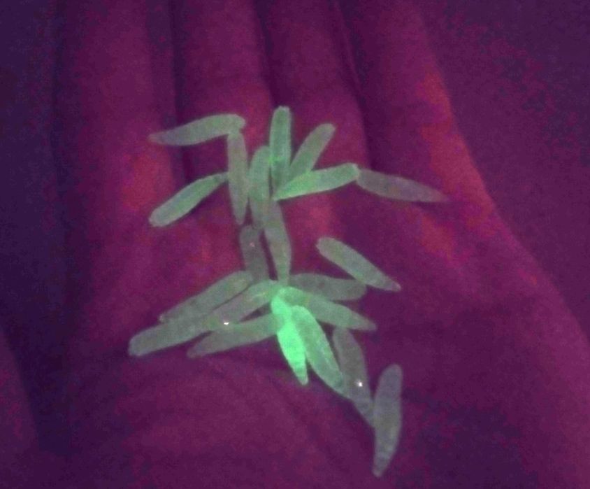 Isca falsa para pesca, vermes, larva, milho. Carpa, peixes