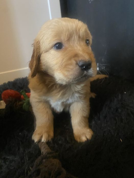 Golden Retriver szczeniaczek