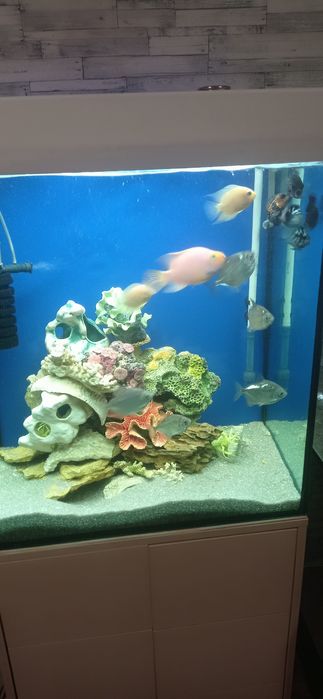 Продається акваріум повністю з усім ціна договірна акваріум до 200 л