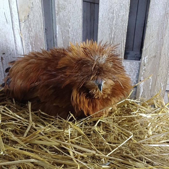 Kury ozdobne różne