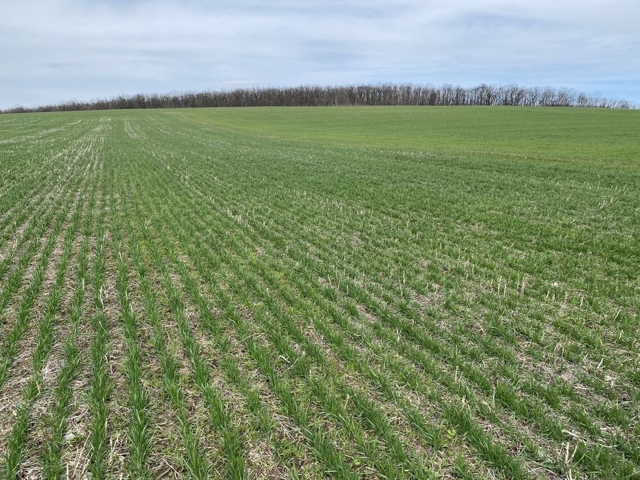 Сівалка Сіва Нова 3.6