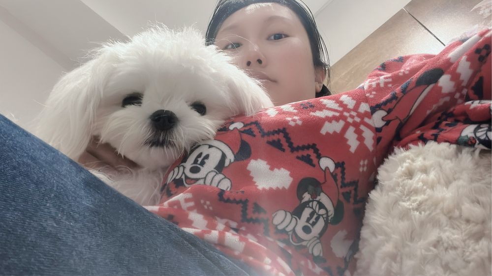 Maltese Coreano male