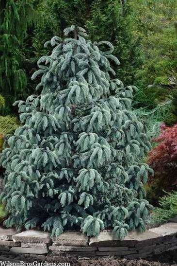 Ялина Енгельмана блю магу (Blue magoo)