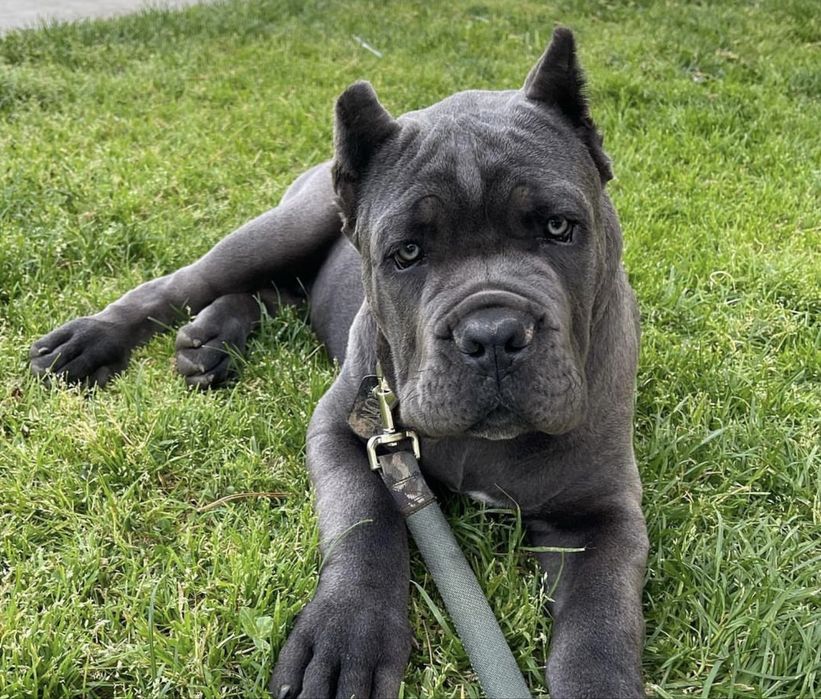 Купірувані хлопчик дівчинка-Cane corso