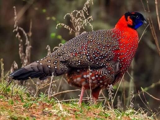 Faisões Tragopan