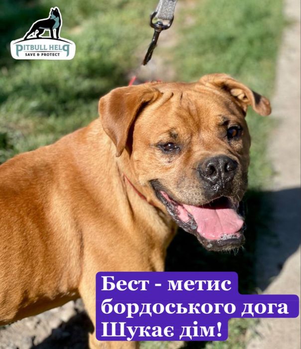 Бордоський дог метис