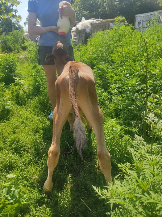 Джерсійський бичок