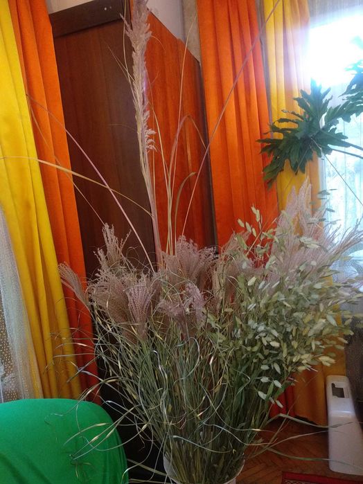 Міскантус декоративна трава для декора