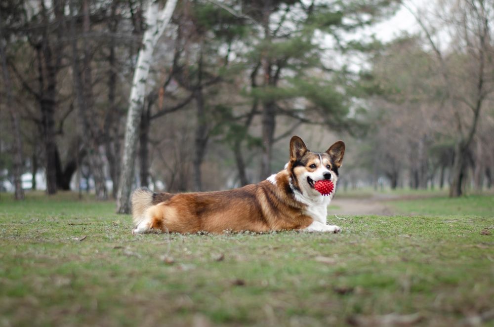 Вязка мальчик корги , окрас соболь