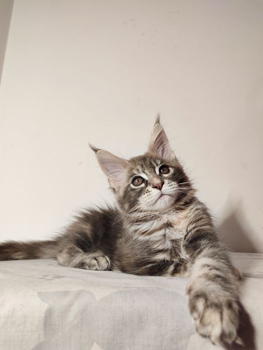 Мейн-кун дівчинка