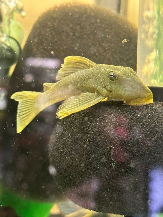 Zbrojnik Glonojad L200 Pleco ok. 8cm