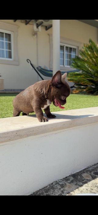 Chihuahua macho..