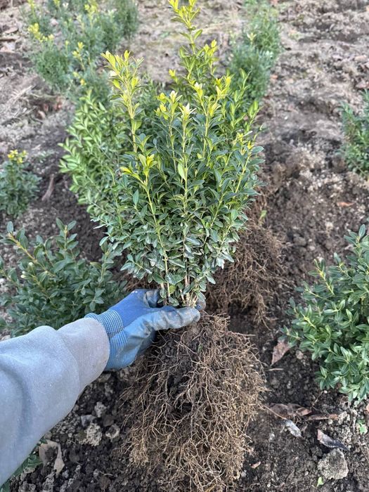 Саджанці самшиту