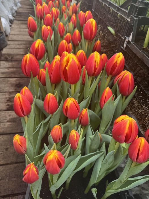 Тюльпани до 8 березня