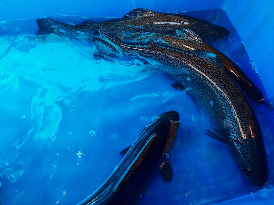 Karp, pstrąg, jesiotr, sum, amur, tołpyga,