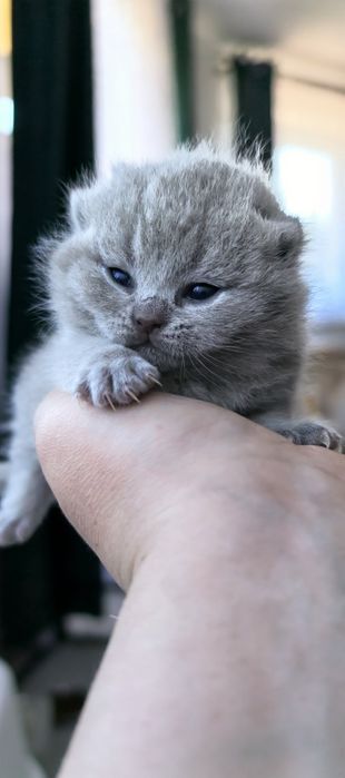 Śliczne kocięta brytyjskie  – pluszowe misie.