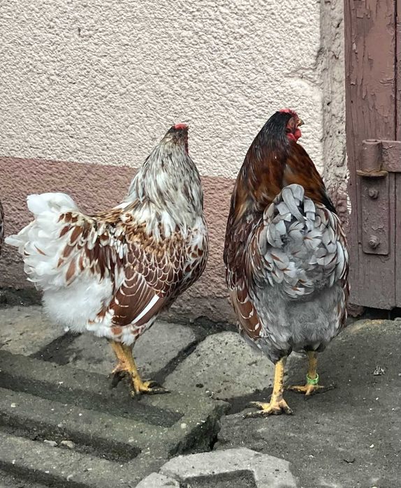 koguty wyandotte miniaturowe (wyandotty)